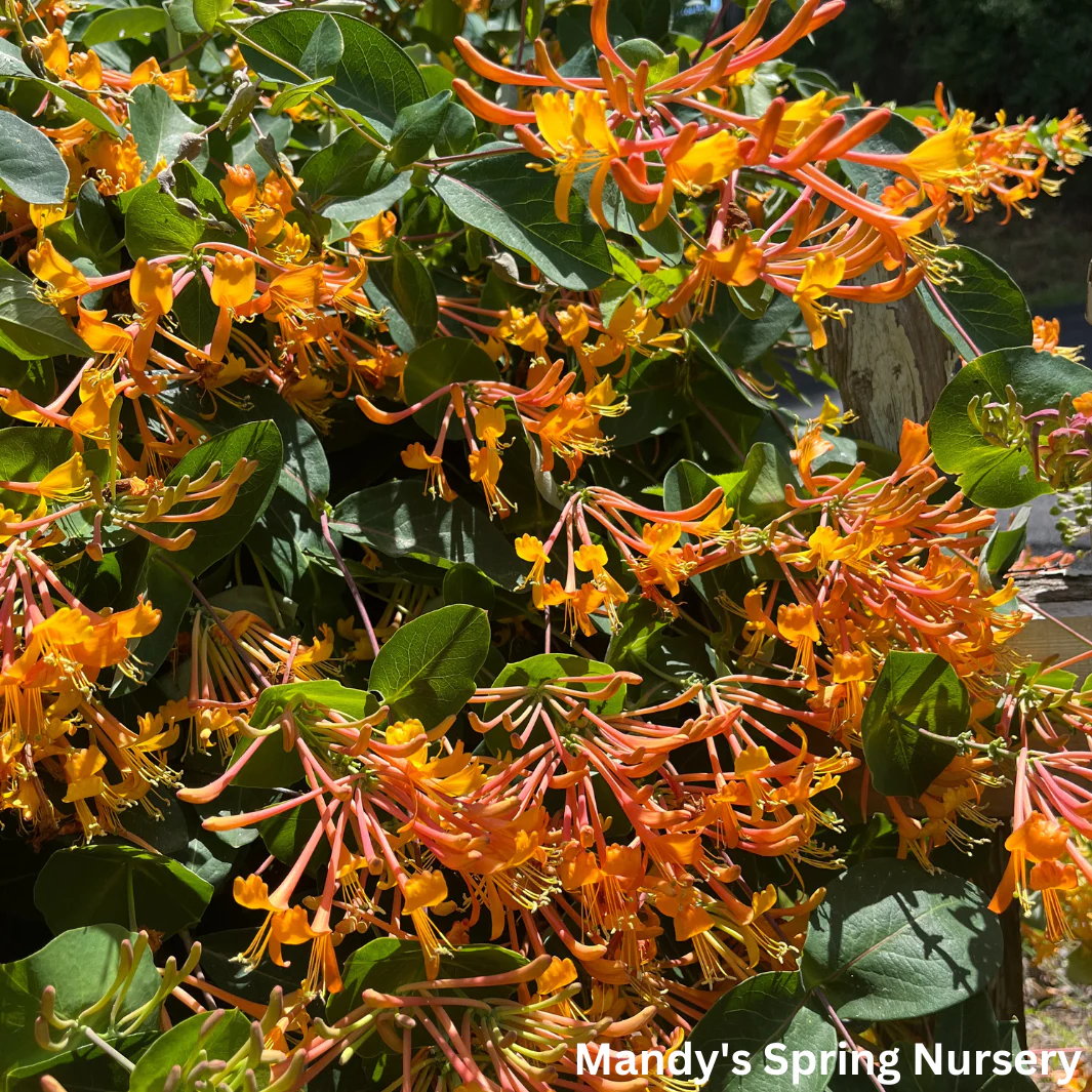 Mandarin Honeysuckle | Lonicera - Image 6