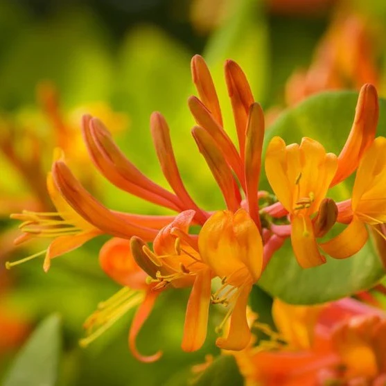 Mandarin Honeysuckle | Lonicera - Image 7