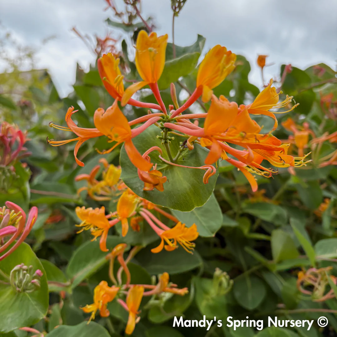 Mandarin Honeysuckle | Lonicera - Image 8
