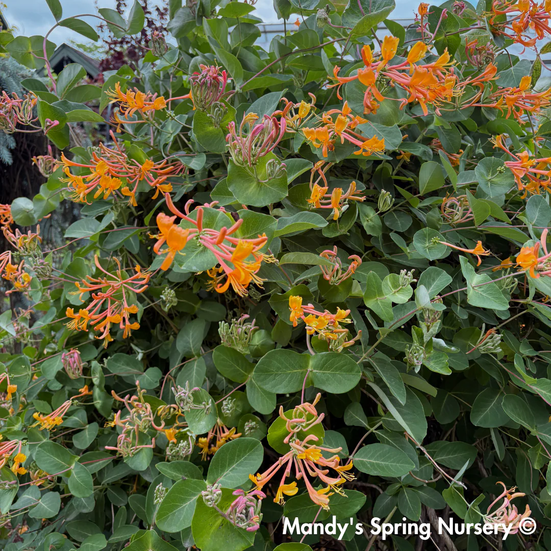 Mandarin Honeysuckle | Lonicera - Image 9