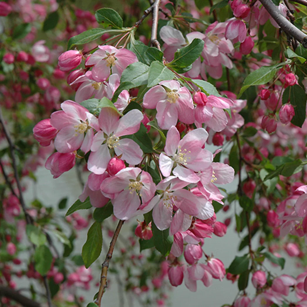 Louisa Crabapple | Malus 'Louisa' - Image 2