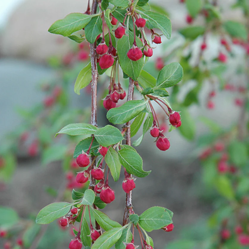 Louisa Crabapple | Malus 'Louisa' - Image 3
