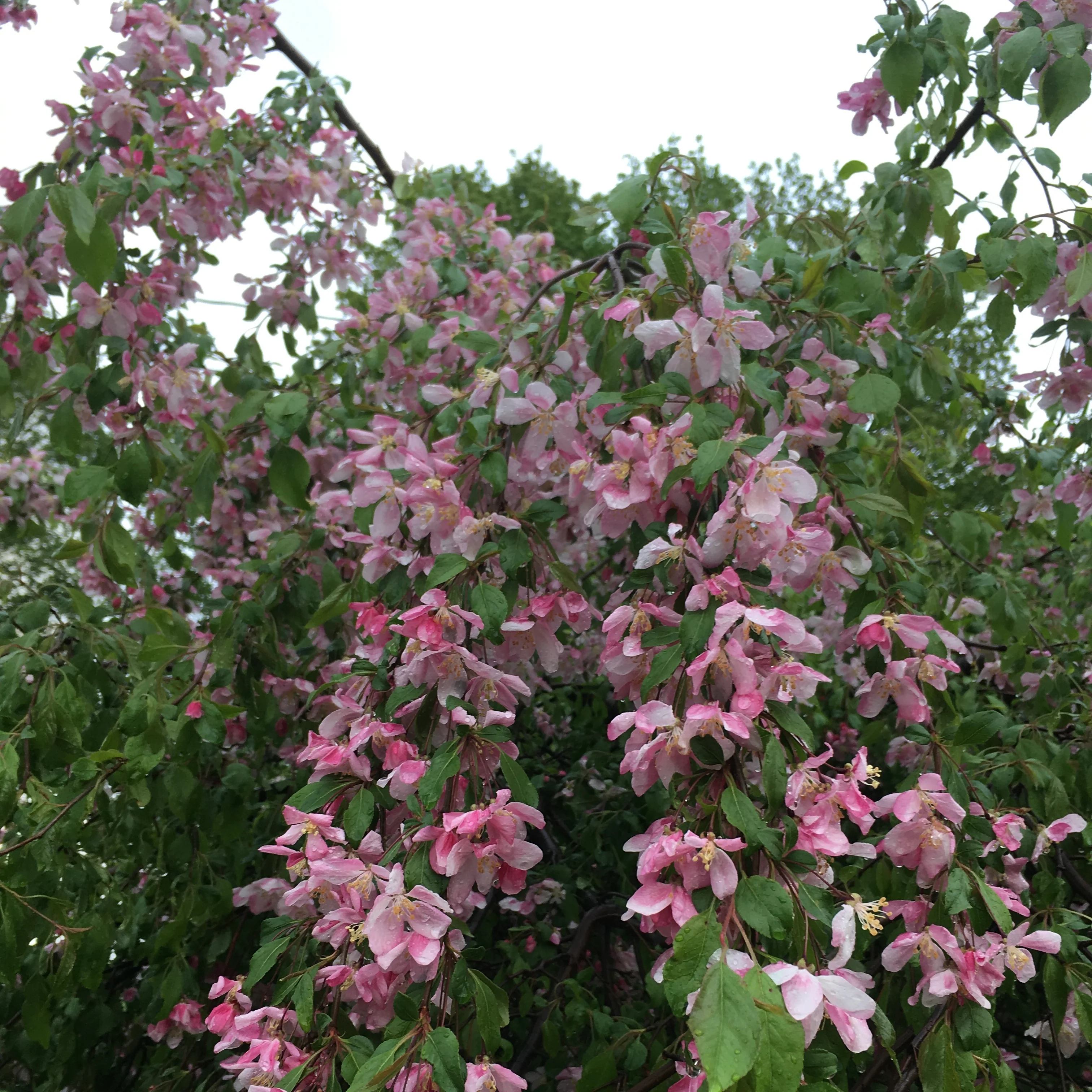 Louisa Crabapple | Malus 'Louisa' - Image 4
