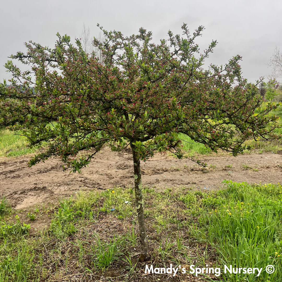 Louisa Crabapple | Malus 'Louisa' - Image 5