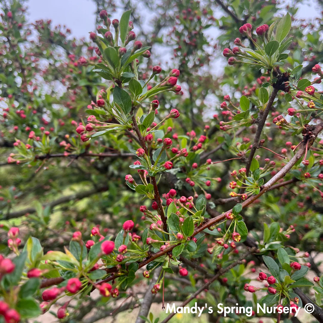 Louisa Crabapple | Malus 'Louisa' - Image 6