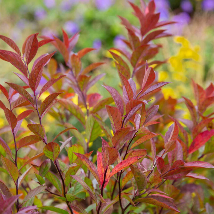 Love Child® Sweetspire | Itea virginica 'Bailteaone' - Image 3
