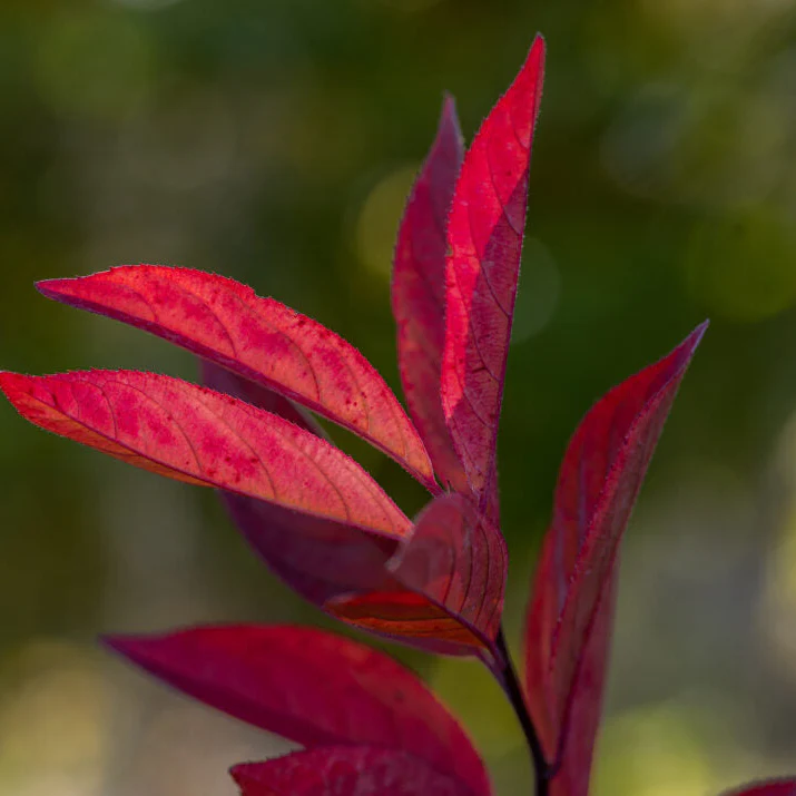 Love Child® Sweetspire | Itea virginica 'Bailteaone' - Image 4