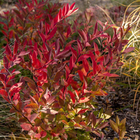 Love Child® Sweetspire | Itea virginica 'Bailteaone' - Image 5