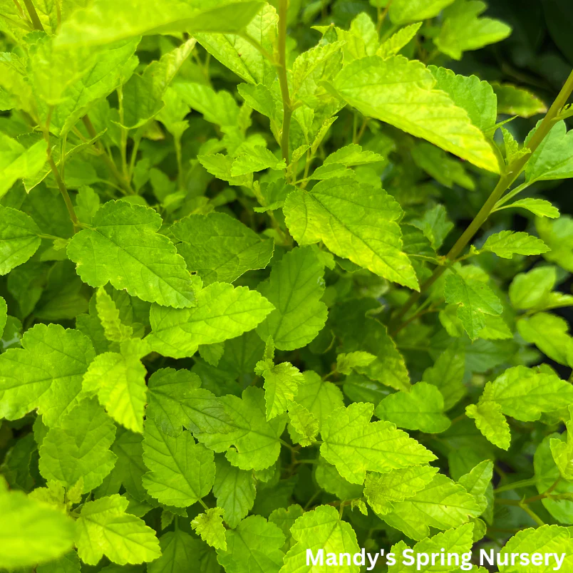 Lucky Devil Ninebark |  Physocarpus Opulifolius 'Zlemichael' - Image 4