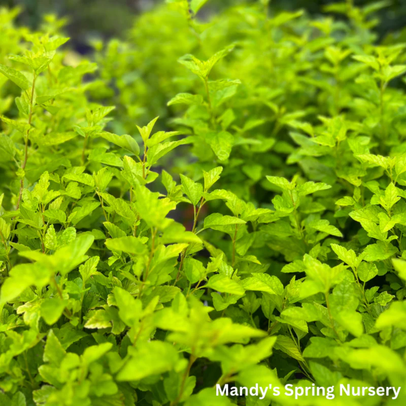 Lucky Devil Ninebark |  Physocarpus Opulifolius 'Zlemichael' - Image 5