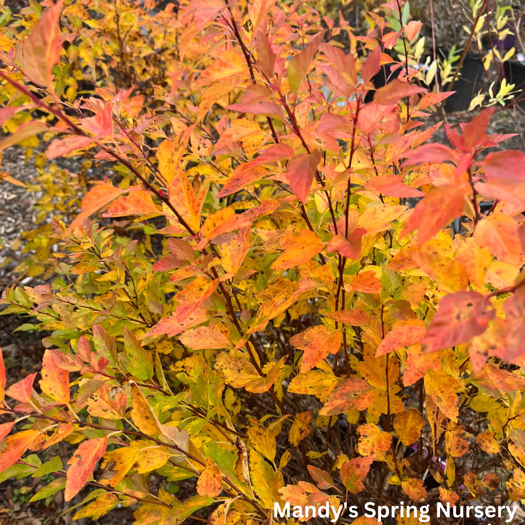 Lucky Devil Ninebark |  Physocarpus Opulifolius 'Zlemichael' - Image 6