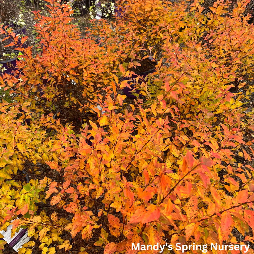 Lucky Devil Ninebark |  Physocarpus Opulifolius 'Zlemichael' - Image 7