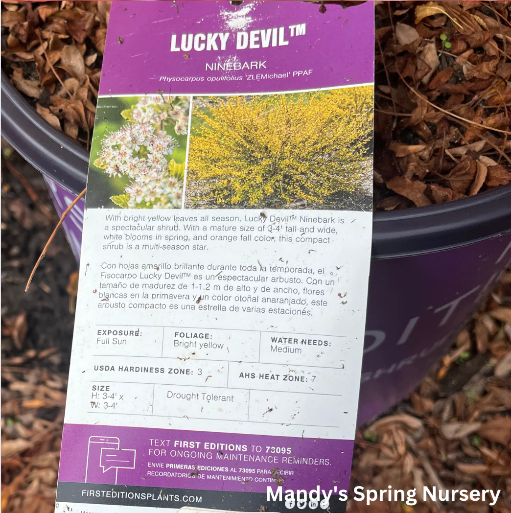 Lucky Devil Ninebark |  Physocarpus Opulifolius 'Zlemichael' - Image 9