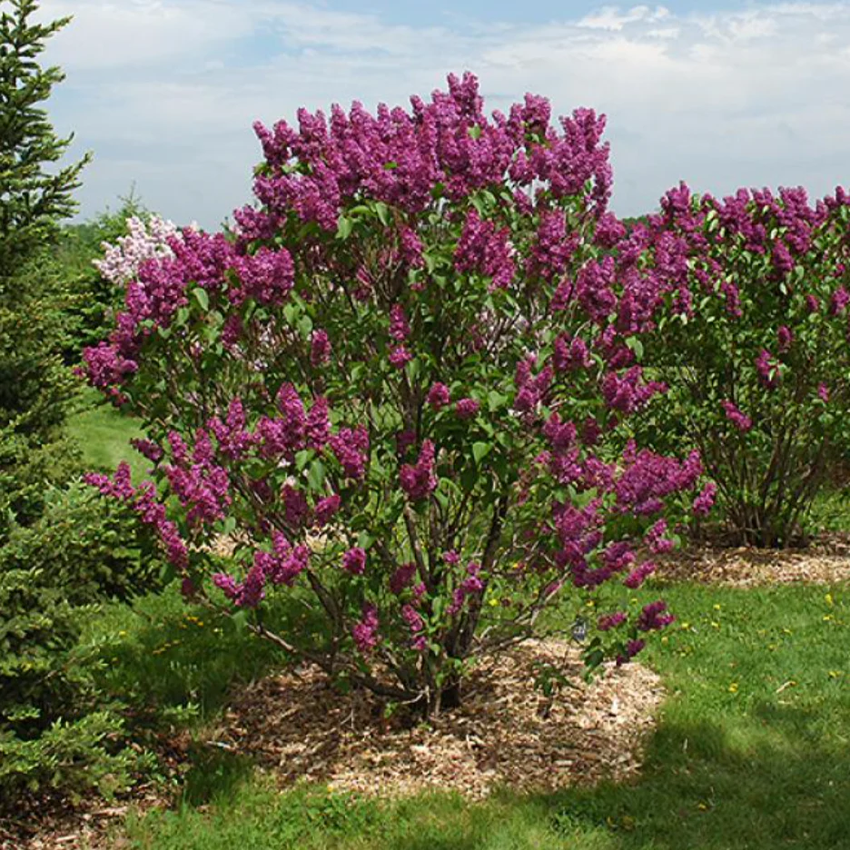 Ludwig Spaeth Lilac | Syringa vulgaris - Image 2