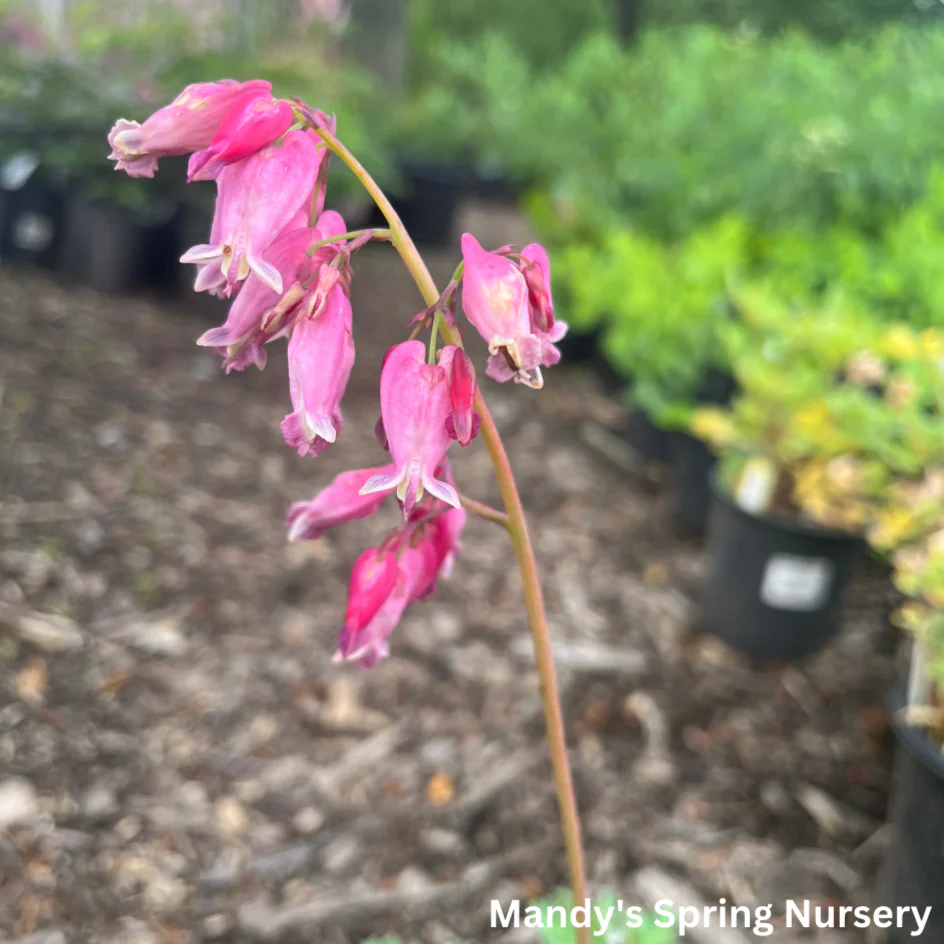 Luxuriant Fernleaf Bleeding Heart | Dicentra - Image 2