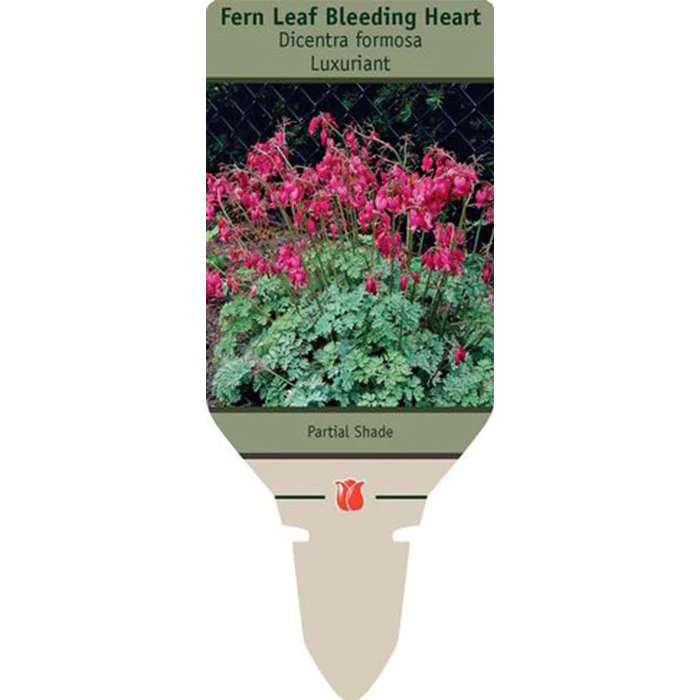 Luxuriant Fernleaf Bleeding Heart | Dicentra - Image 3