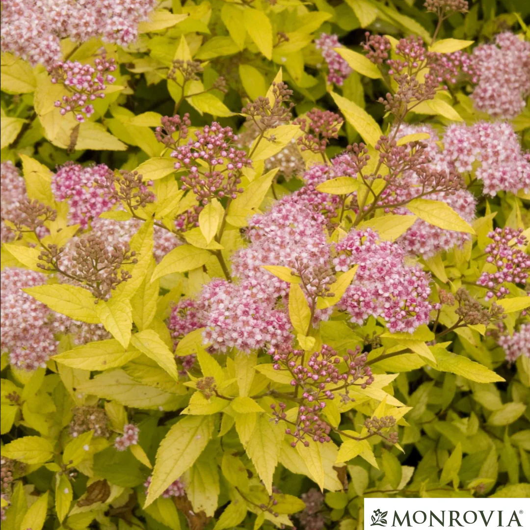 Magic Carpet Spirea | Spirea japonica - Image 10