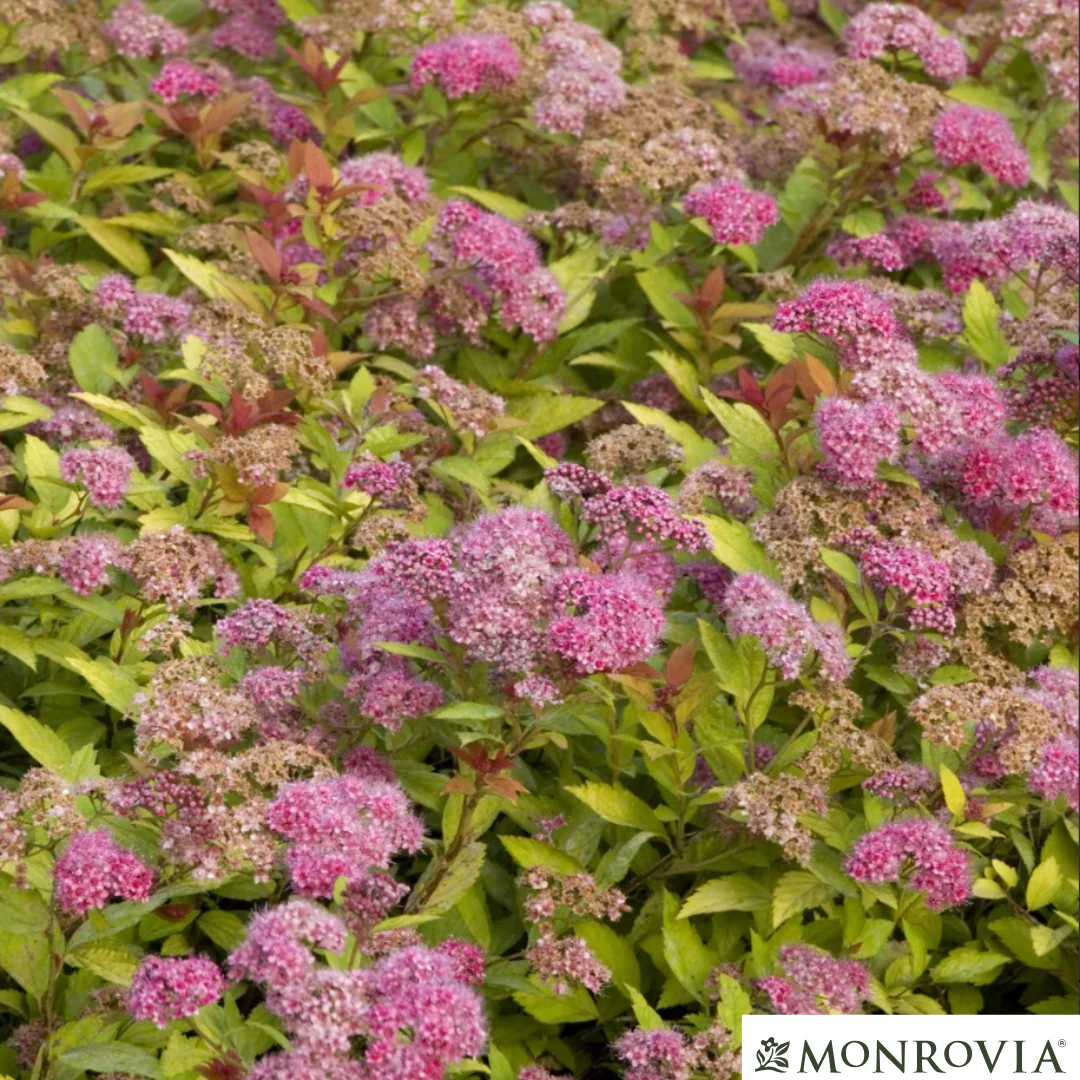 Magic Carpet Spirea | Spirea japonica - Image 11