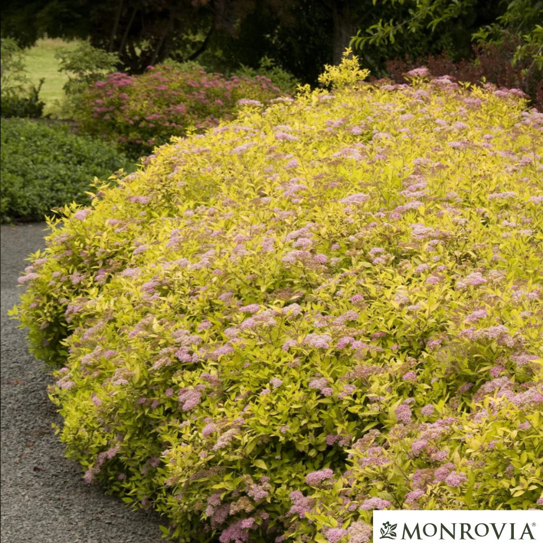 Magic Carpet Spirea | Spirea japonica - Image 3
