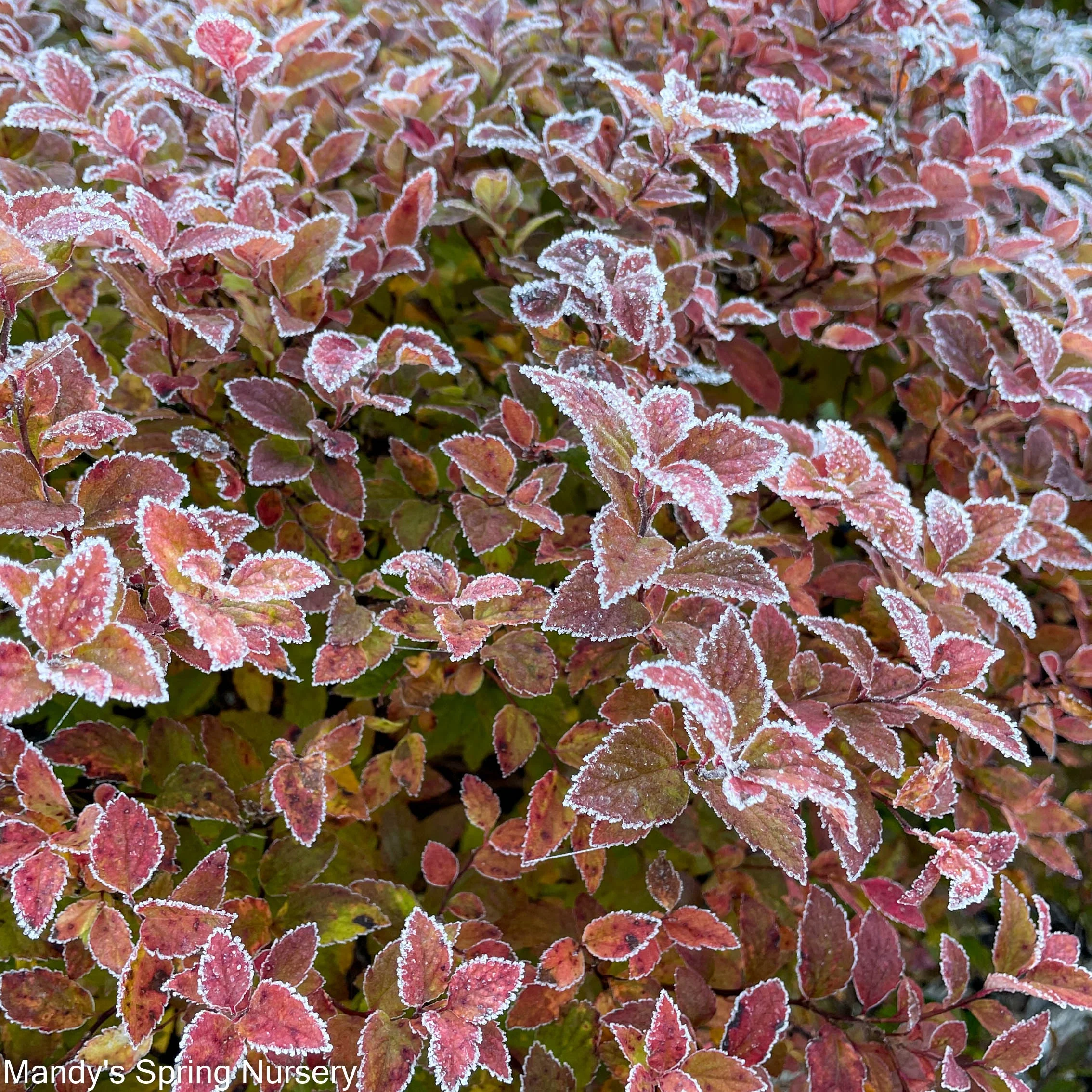 Magic Carpet Spirea | Spirea japonica - Image 4
