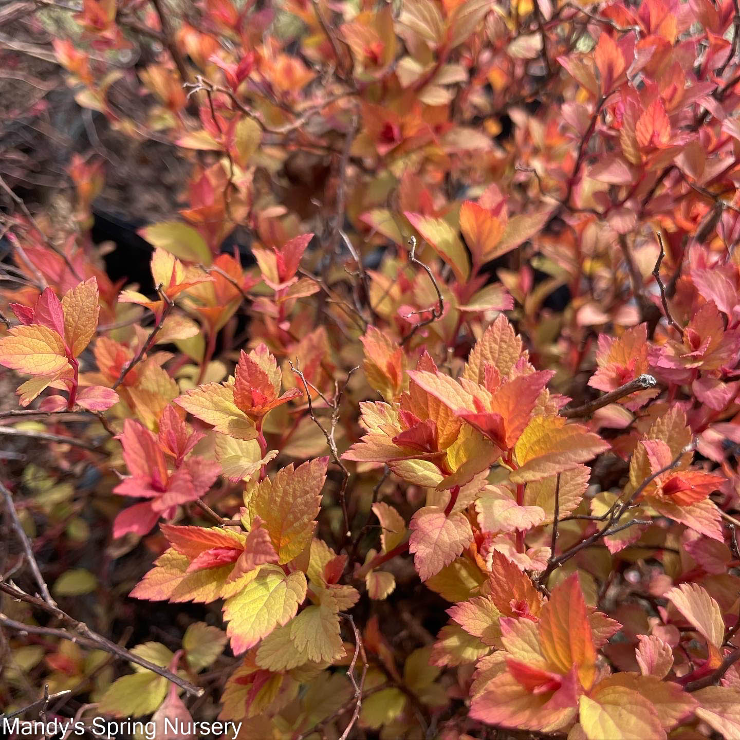 Magic Carpet Spirea | Spirea japonica - Image 7