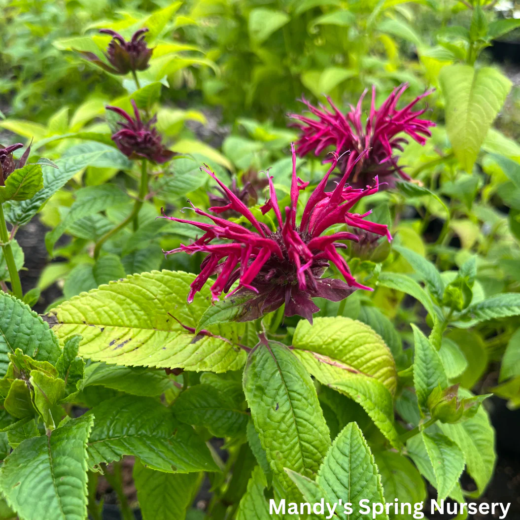 Mahogany Bee Balm | Monarda - Image 2