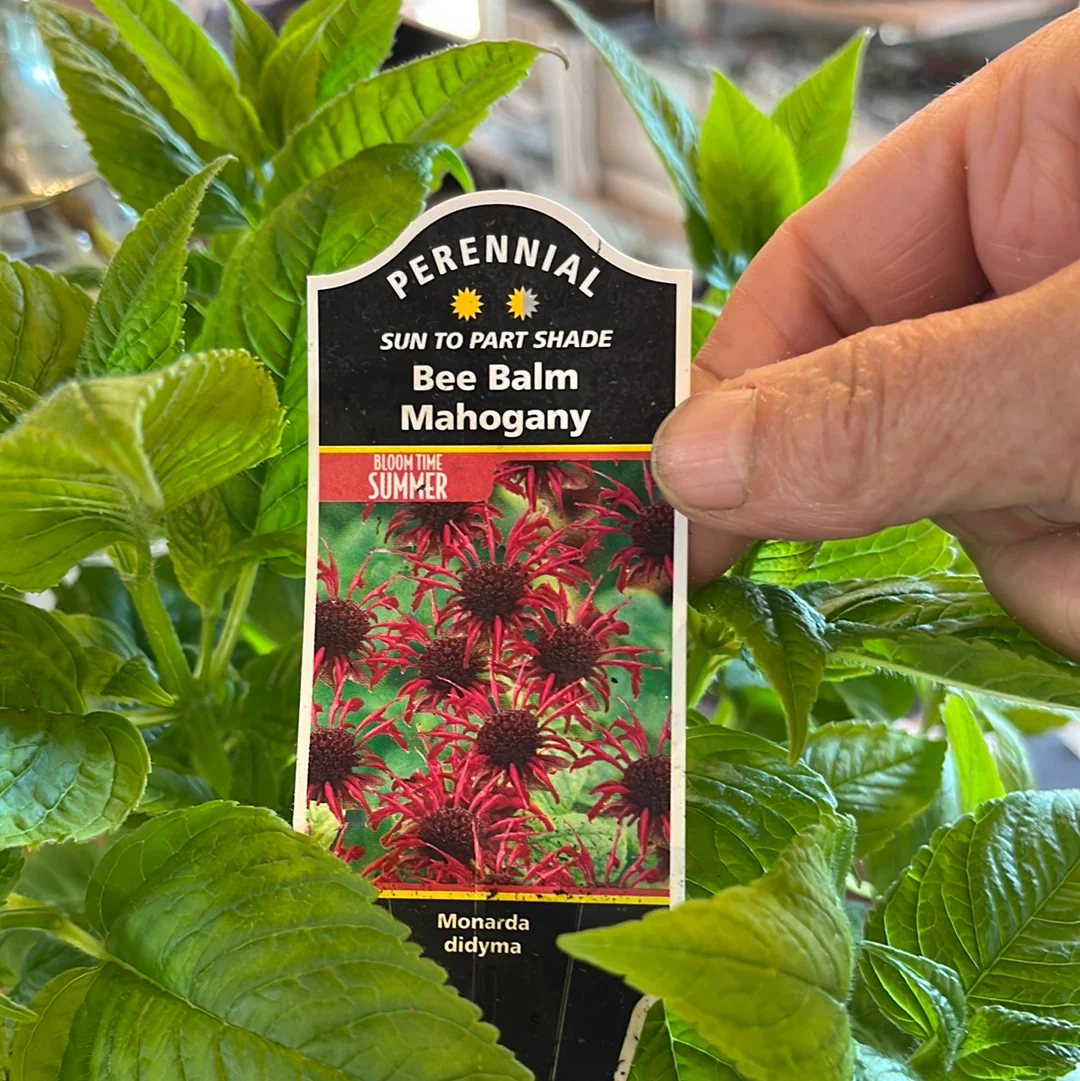 Mahogany Bee Balm | Monarda - Image 3
