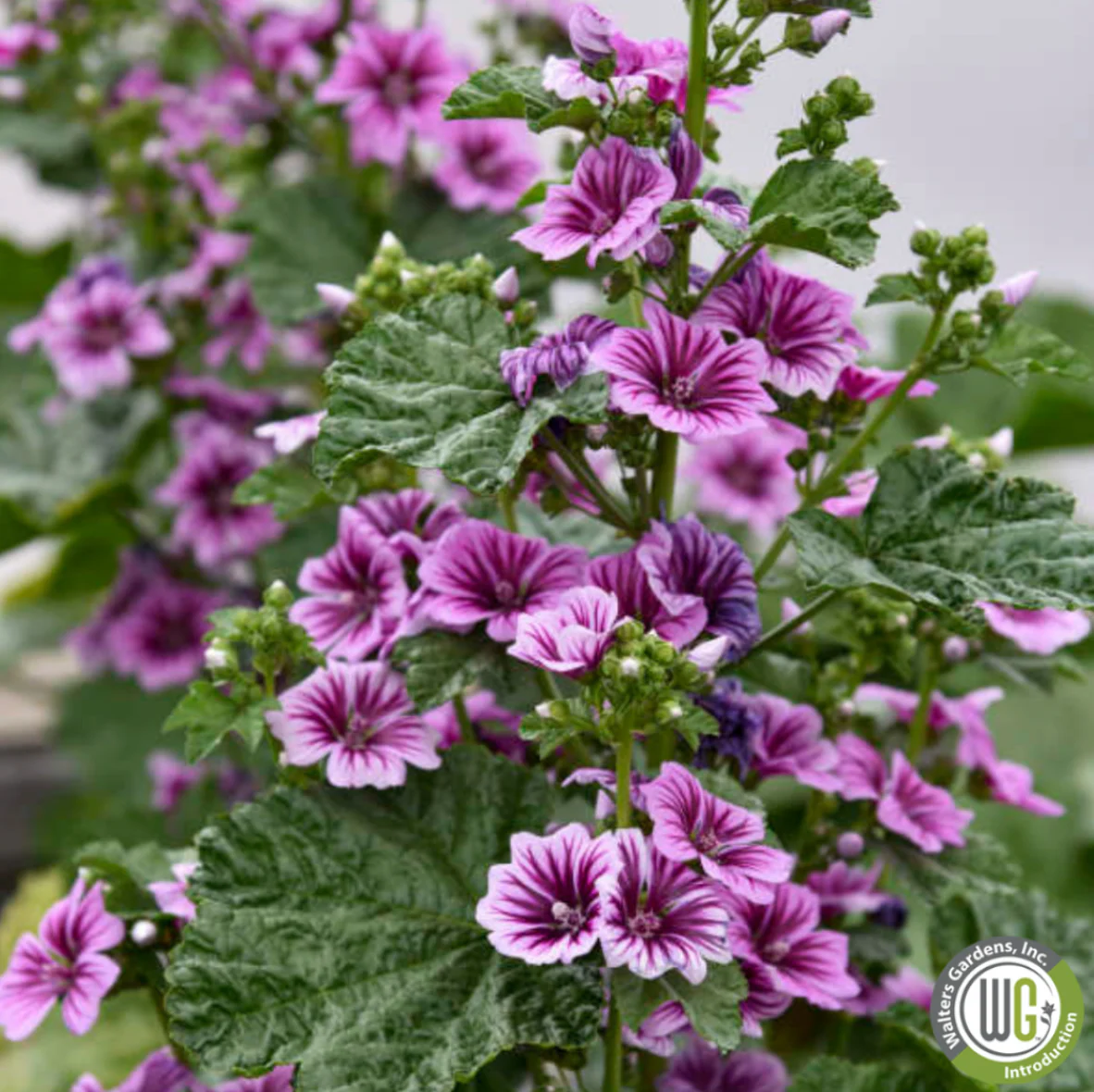 Zebrina Mallow | Malva sylvestris 'Zebrina' - Image 2