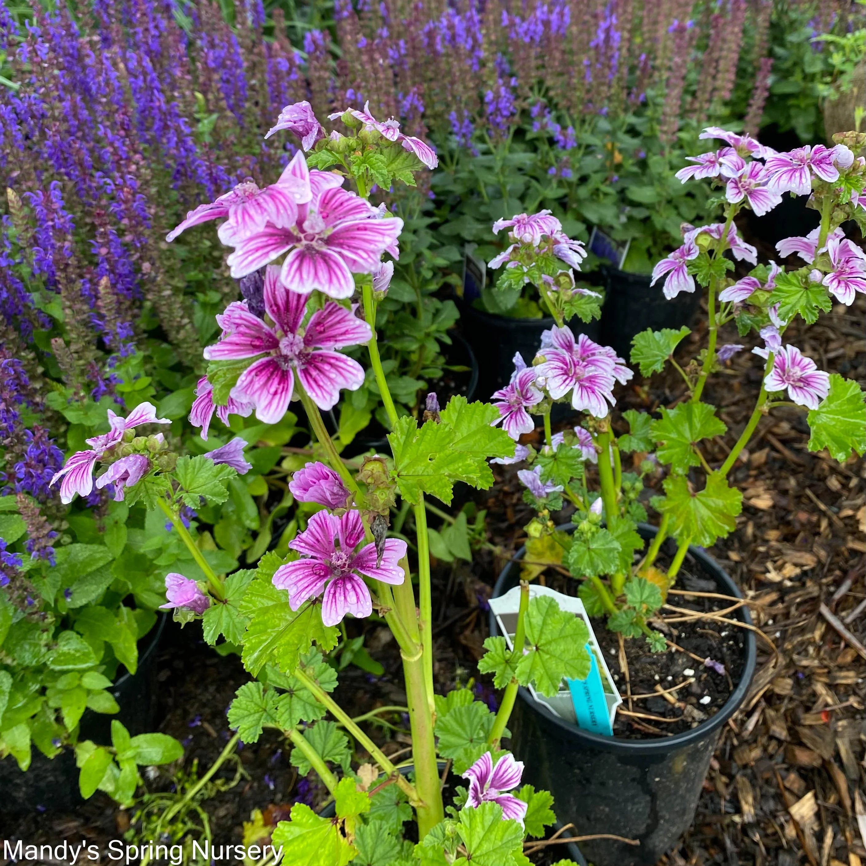 Zebrina Mallow | Malva sylvestris 'Zebrina' - Image 3