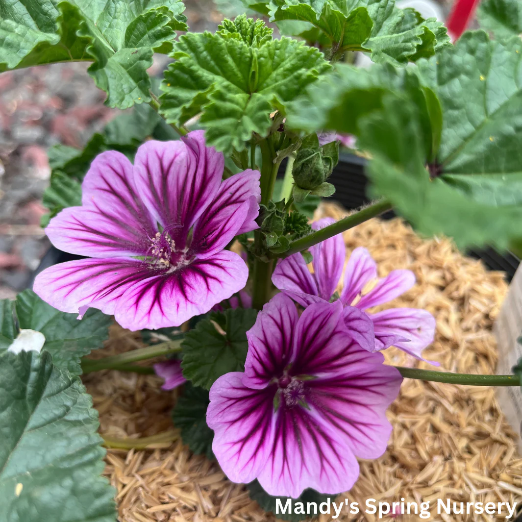 Zebrina Mallow | Malva sylvestris 'Zebrina' - Image 5