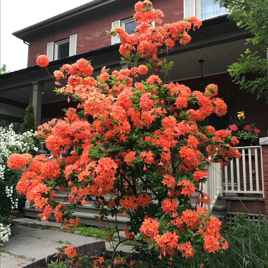 Mandarin Lights Azalea | Rhododendron - Image 2