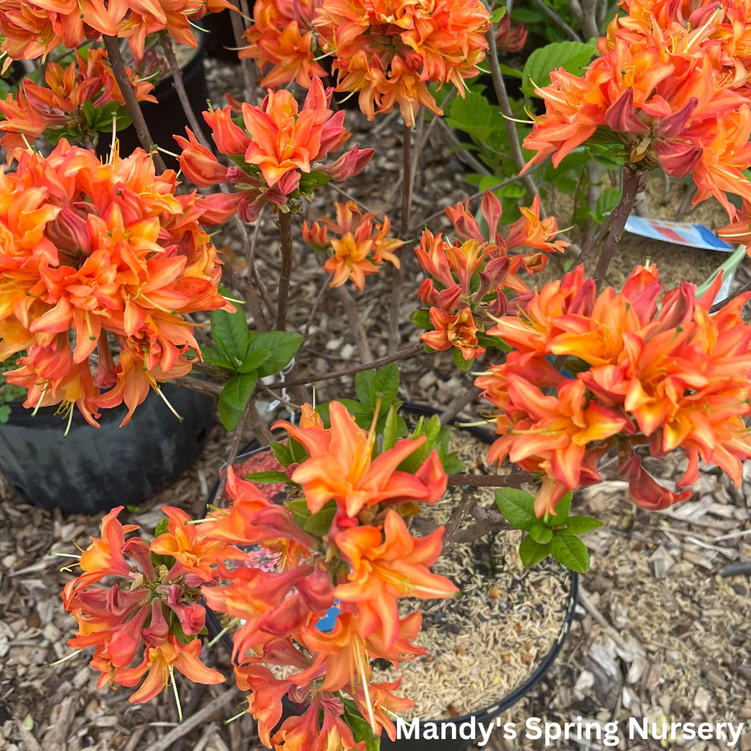 Mandarin Lights Azalea | Rhododendron - Image 3