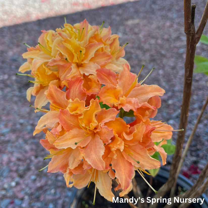 Mandarin Lights Azalea | Rhododendron - Image 4