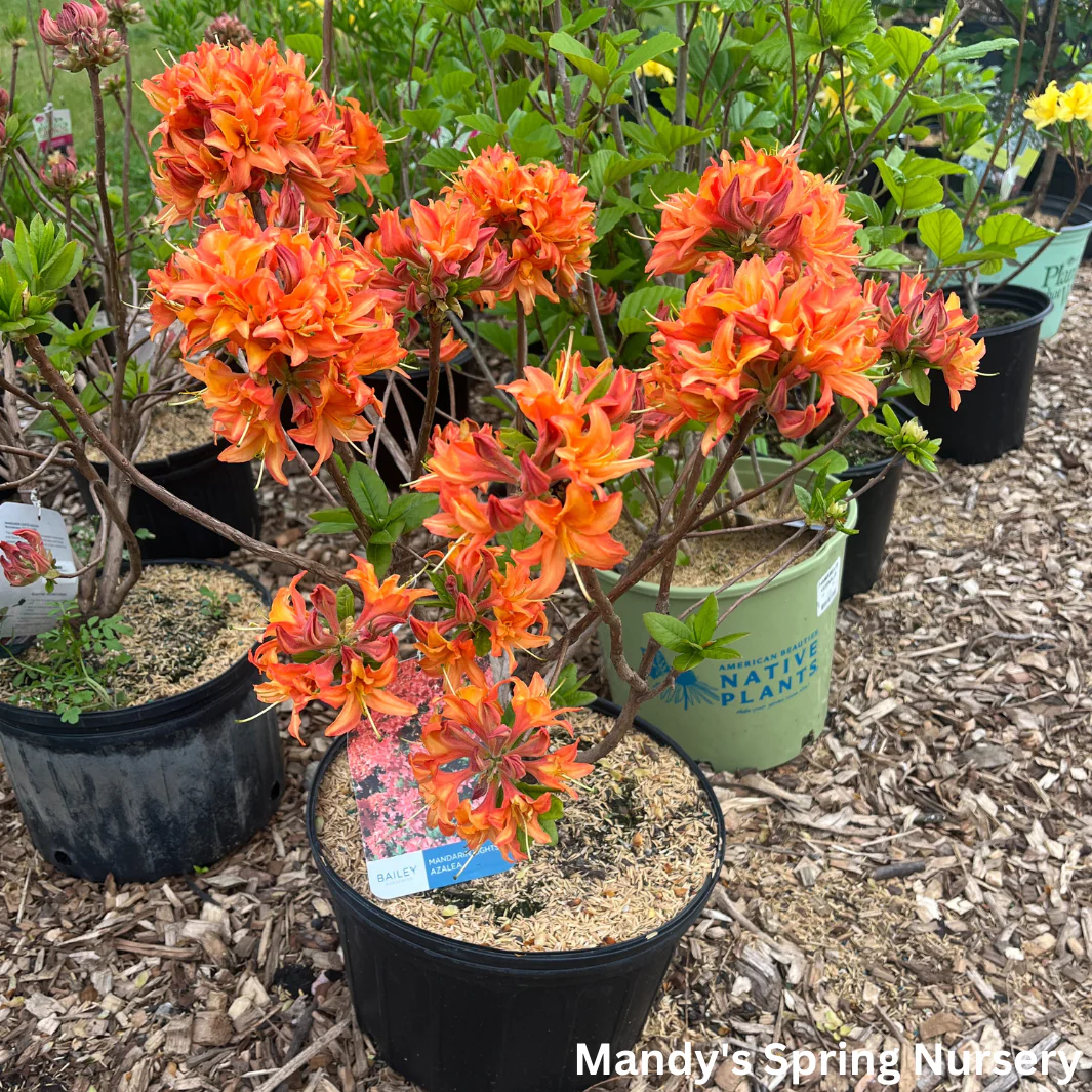 Mandarin Lights Azalea | Rhododendron - Image 5