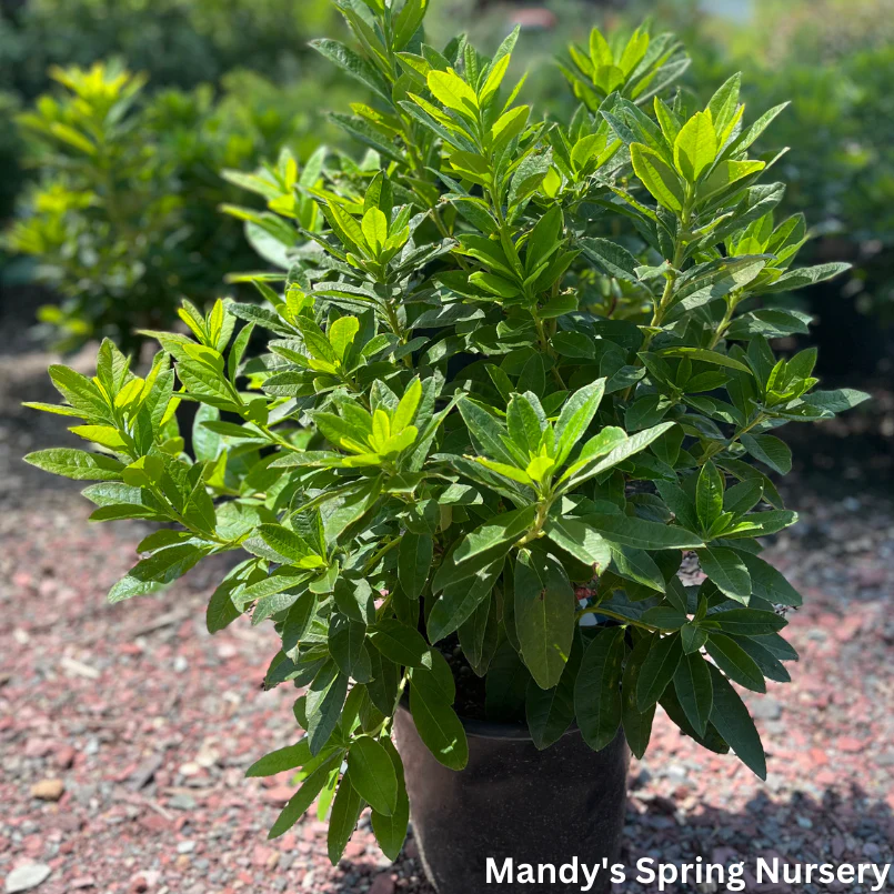 Mandarin Lights Azalea | Rhododendron - Image 7
