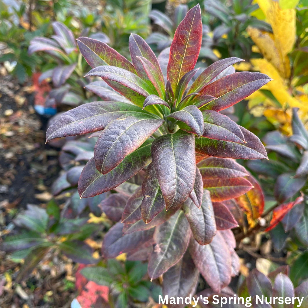 Mandarin Lights Azalea | Rhododendron - Image 8