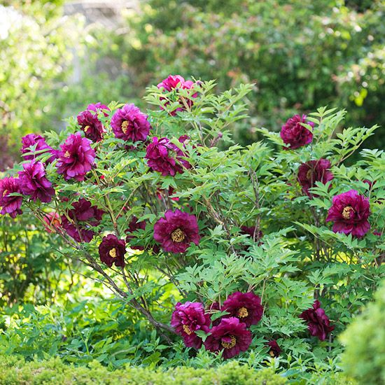 Maroon Tree Peony - Image 2