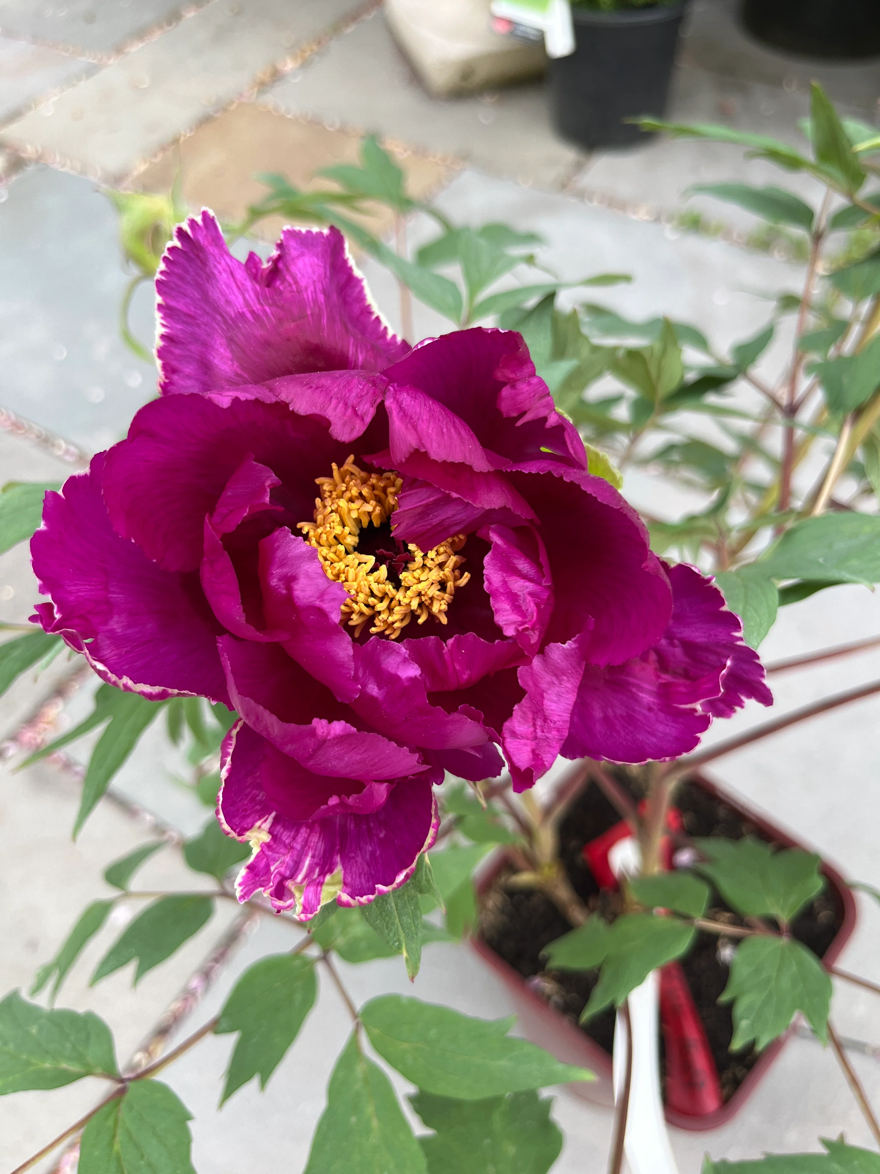 Maroon Tree Peony - Image 3