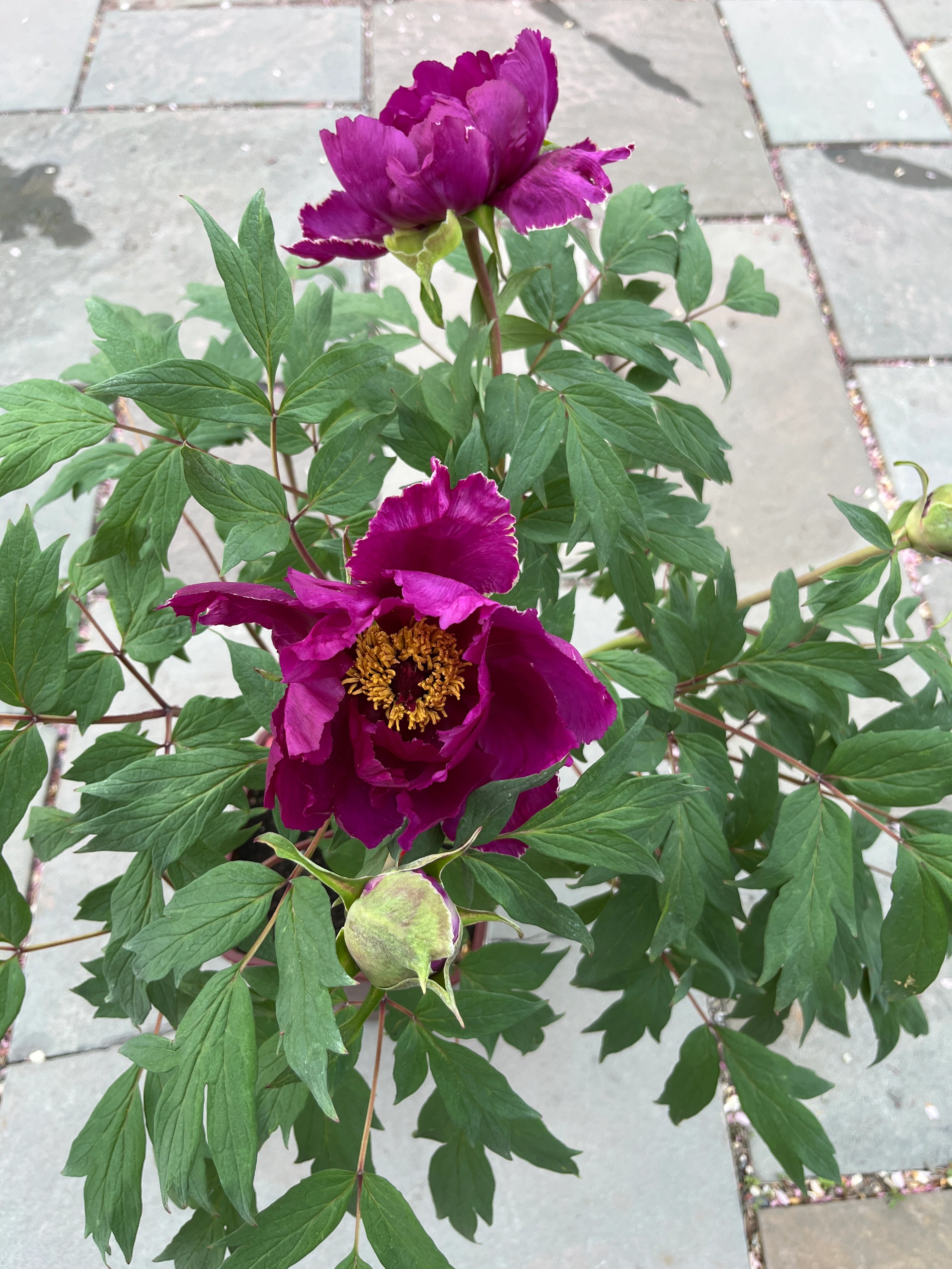 Maroon Tree Peony - Image 4