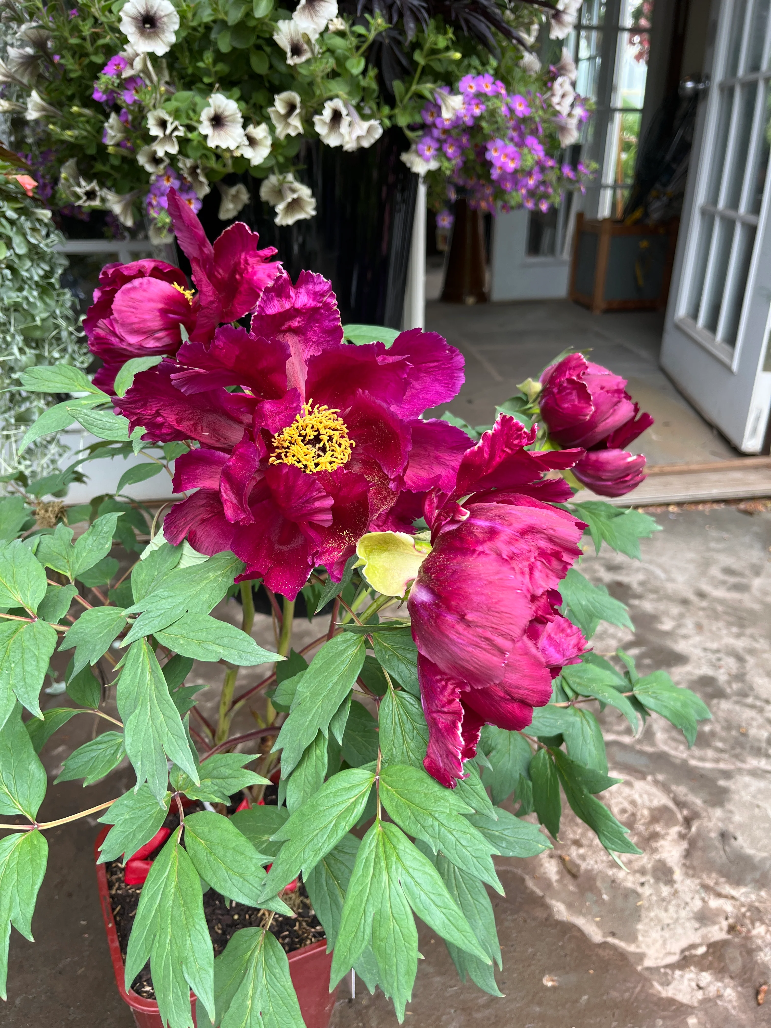 Maroon Tree Peony - Image 5