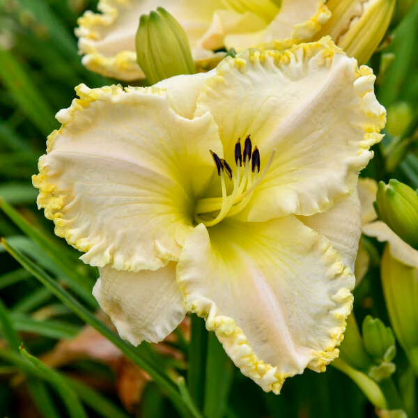 'Marquee Moon' Daylily | Hemerocallis - Image 2
