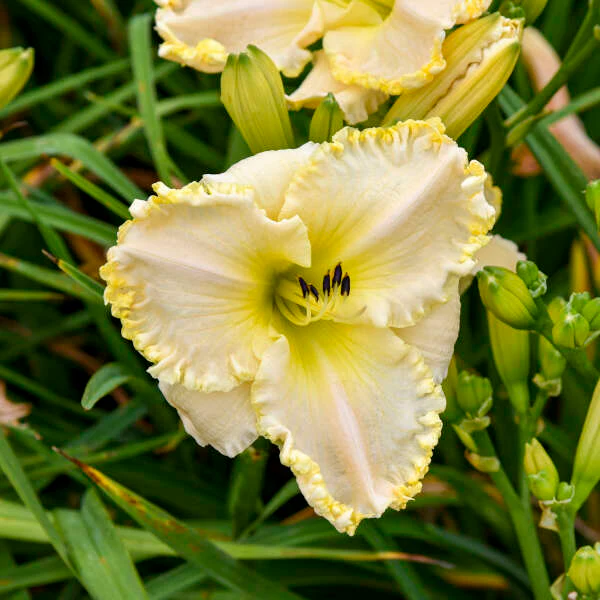 'Marquee Moon' Daylily | Hemerocallis - Image 3