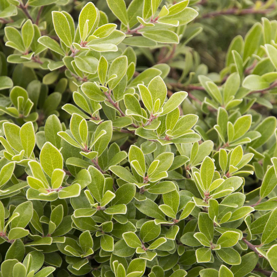 Massachusetts Kinnikinnick | Arctostaphylos uva-ursi 'Massachusetts' - Image 3