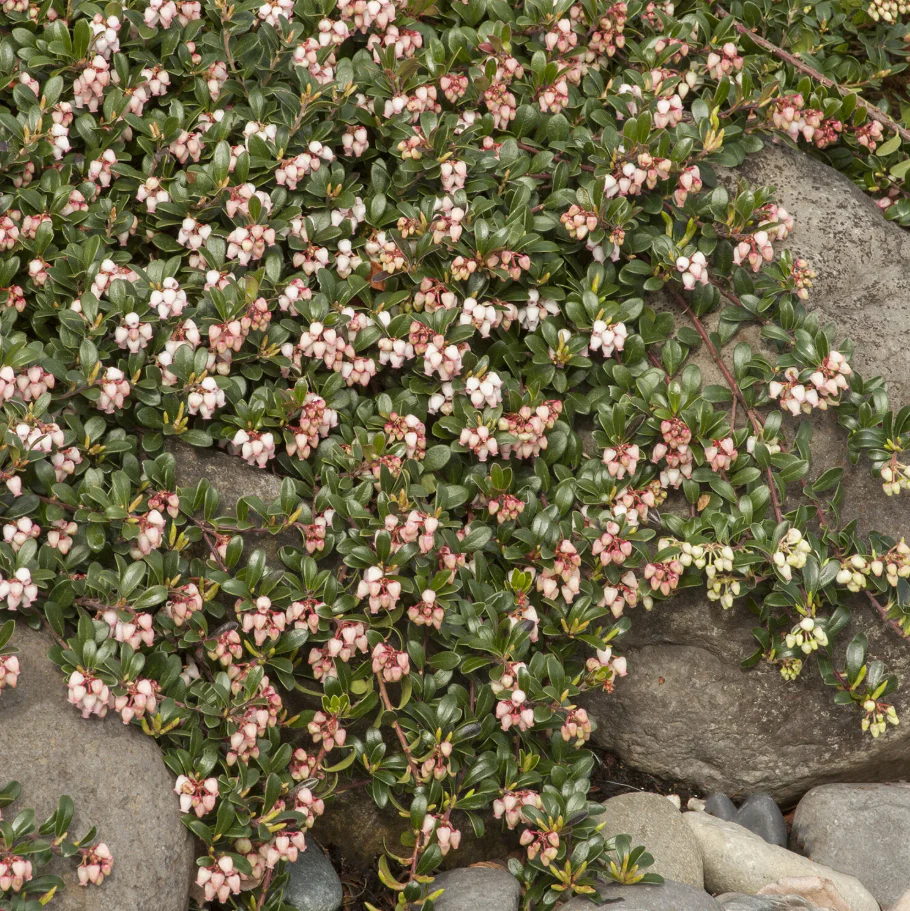 Massachusetts Kinnikinnick | Arctostaphylos uva-ursi 'Massachusetts' - Image 4