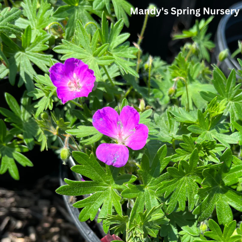 Max Frei Bloody Cranesbill | Geranium - Image 3