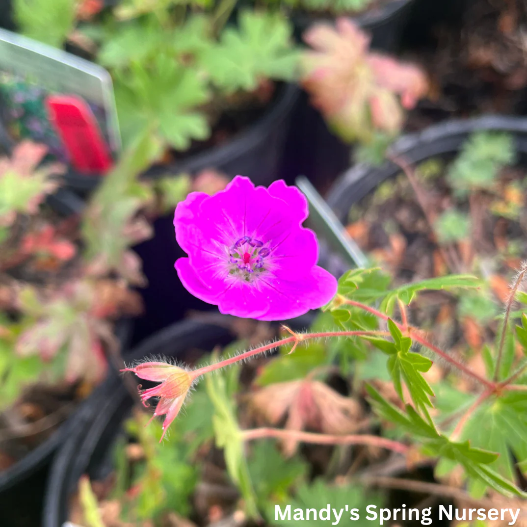 Max Frei Bloody Cranesbill | Geranium - Image 4