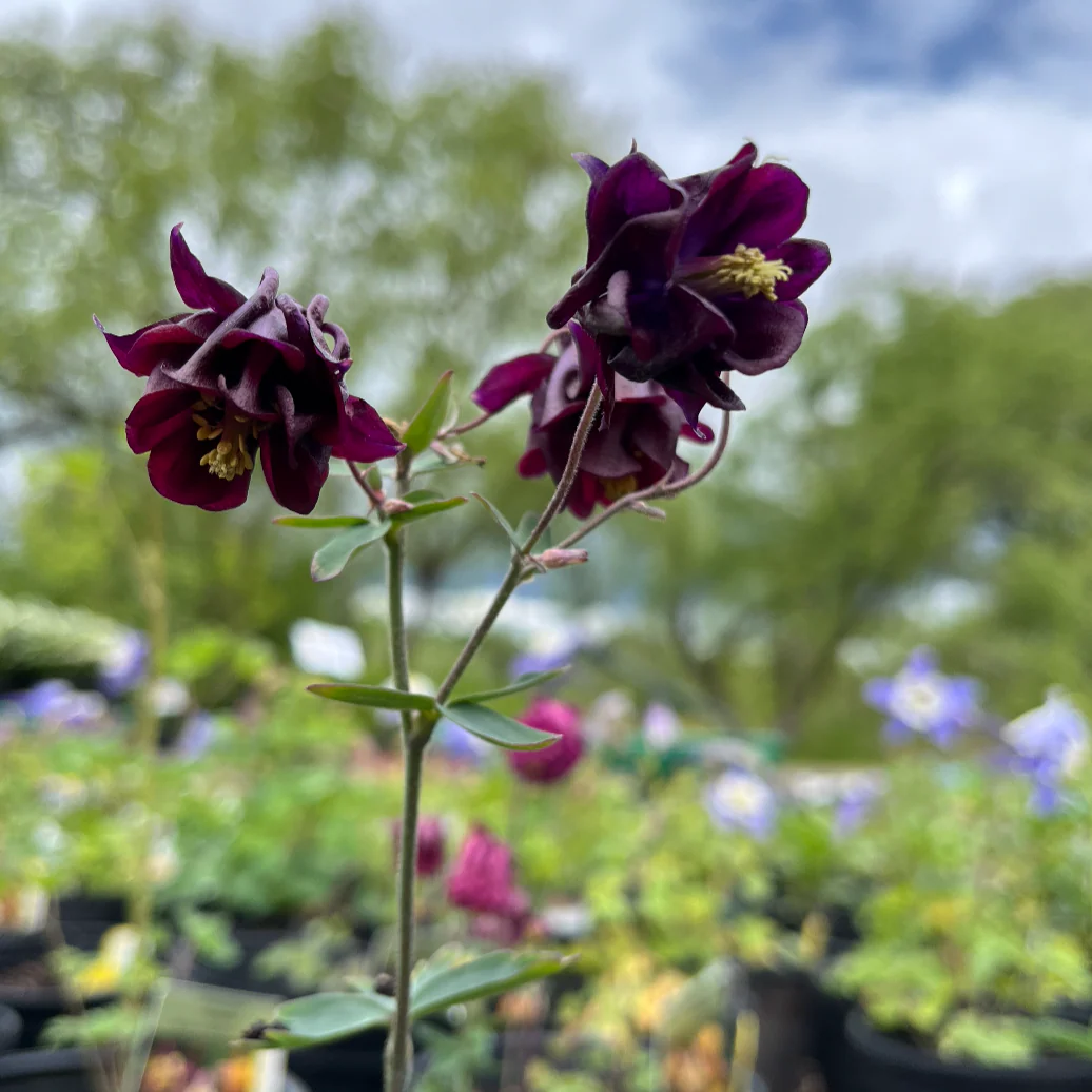 McKana Hybrids Mixture Columbine | Aquilegia - Image 3