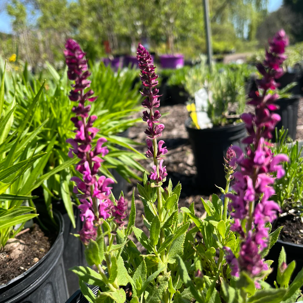 Apex Pink Meadow Sage | Salvia nemorosa - Image 5