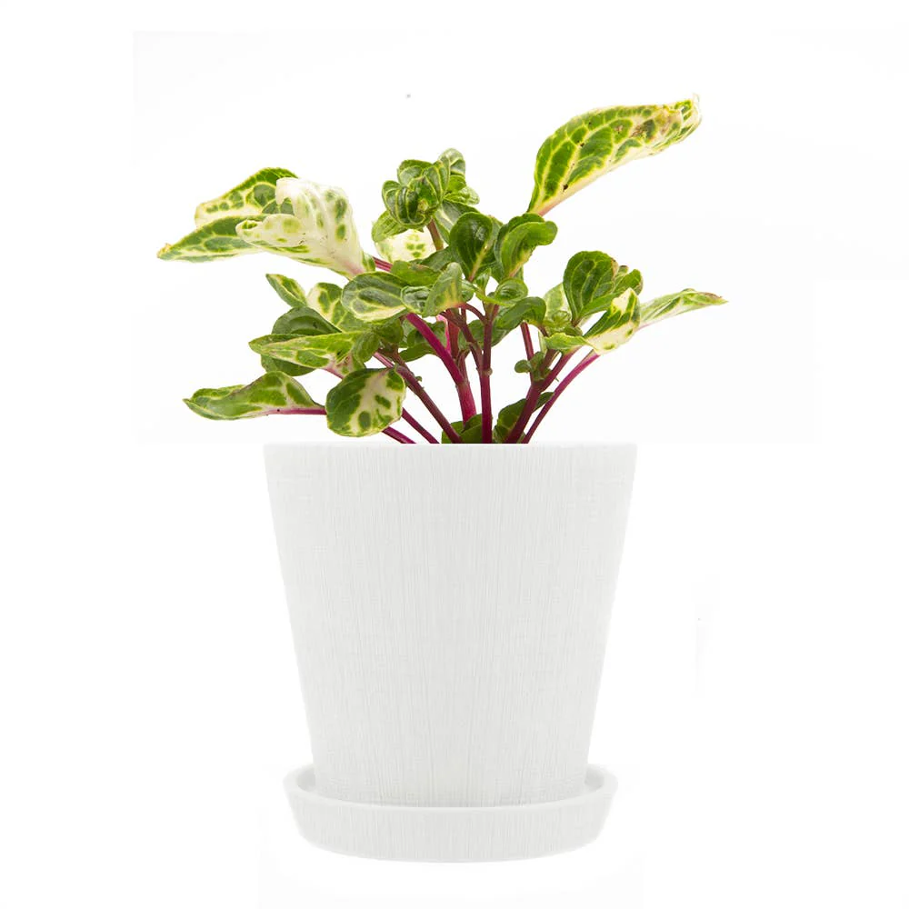 Mick Planter Pots With Drainage Holes Bulk SALE SALE - Image 12