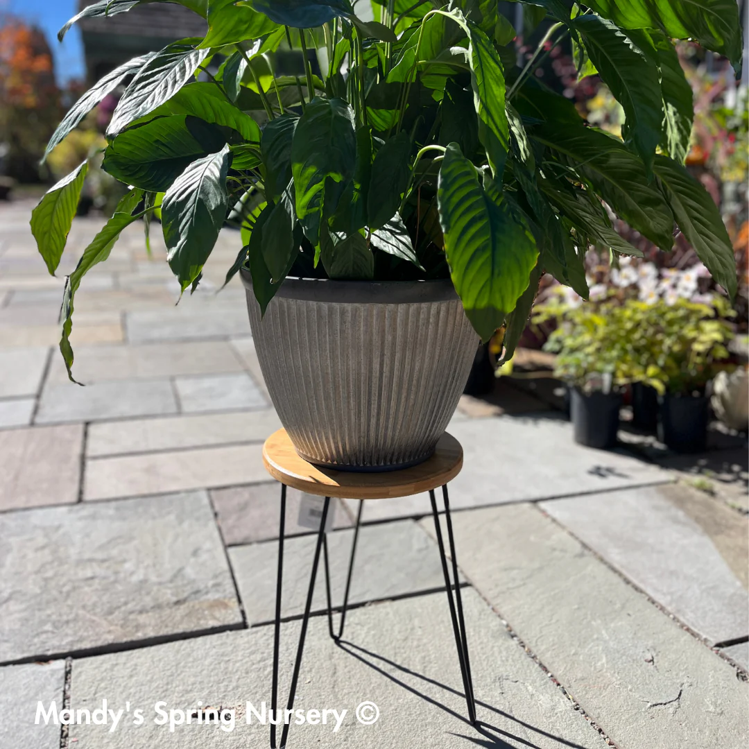 Mid Century Plant Stand - Image 2